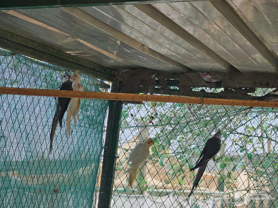 طيور كروان عشه كامله منتجين64381205249665112