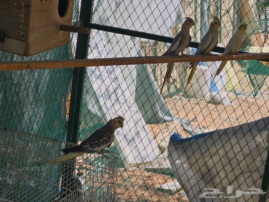 طيور كروان عشه كامله منتجين64381205249665110