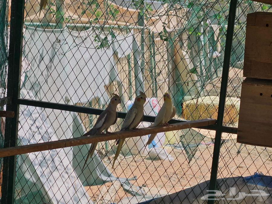 طيور كروان عشه كامله منتجين64381205249665113