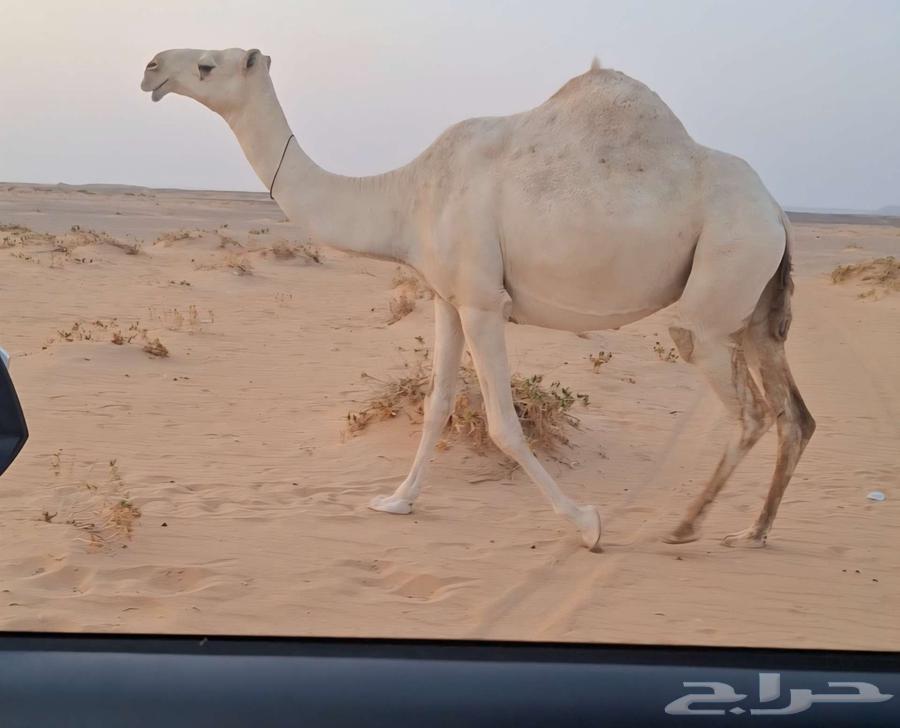 لقحه طيبه64381205150851110