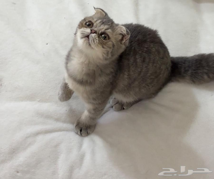 كتن سكوتش فولد انثى ب70064389488197634111