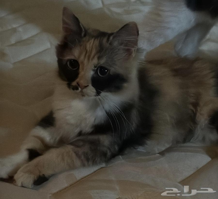 تبني قطط الرياض64380293456642111