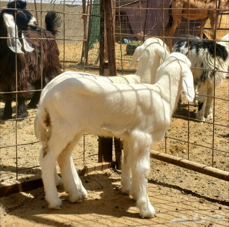 2 نعاج حريات تحتها رخال صنف64384231424387111