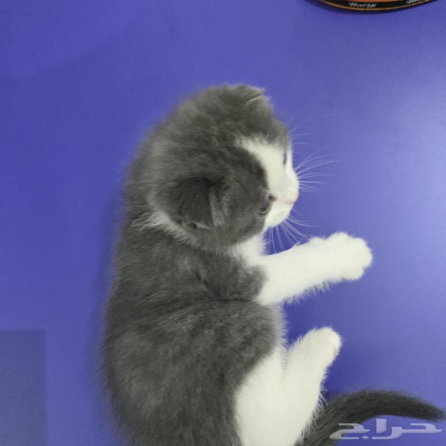 قط للبيع64382459833602111