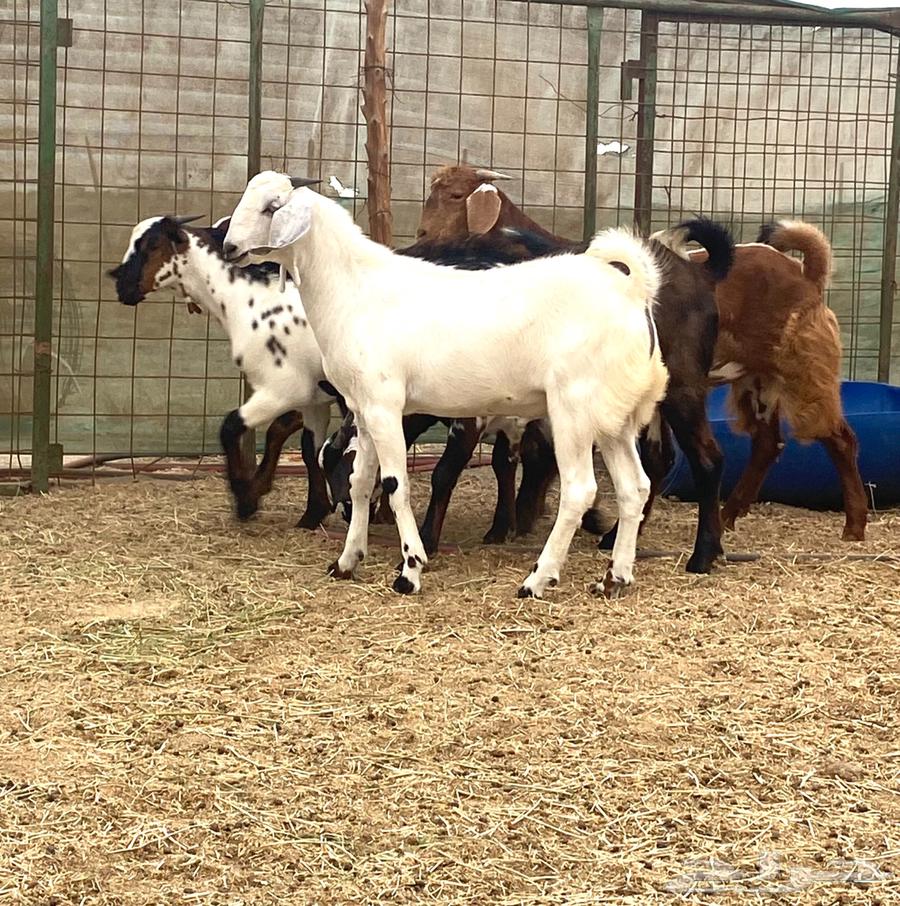 تيوس فاخره للبيع64381878545665113