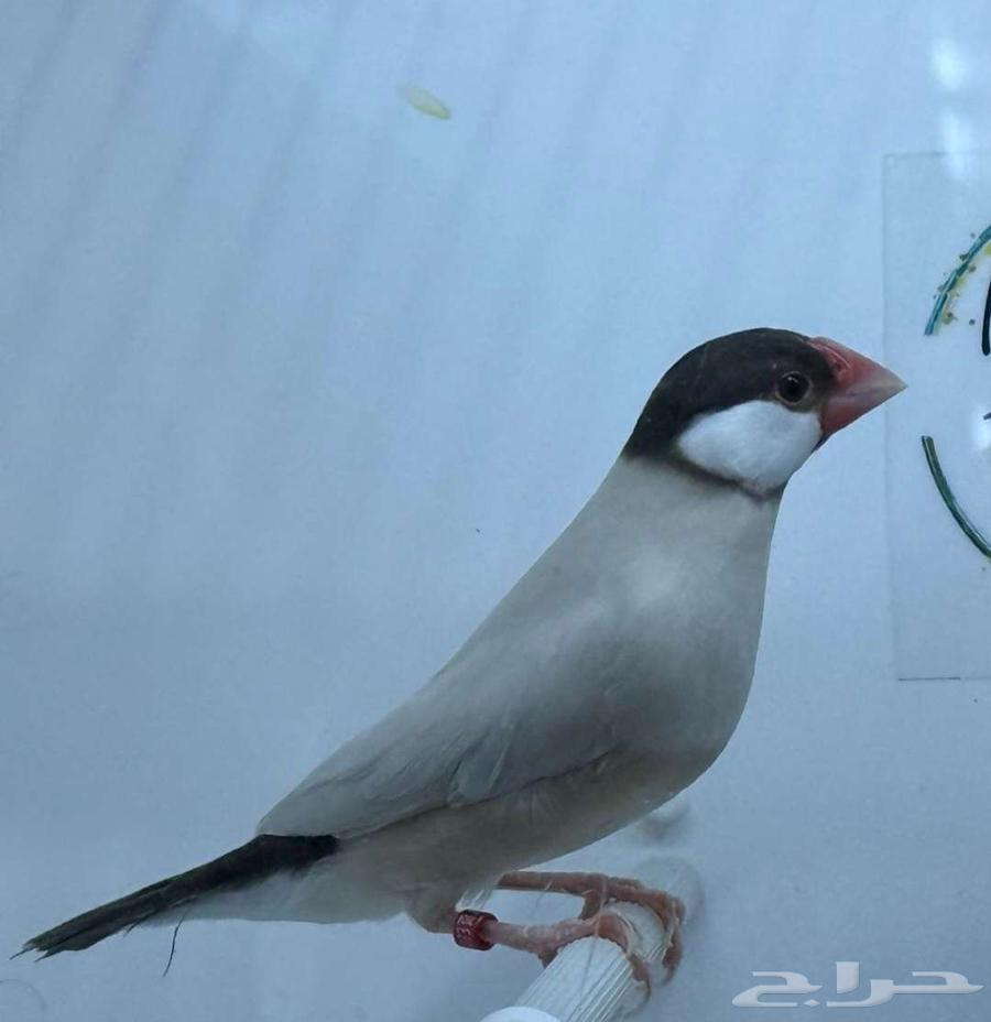 Java Aqat Normal Walnut Product64383344910338111