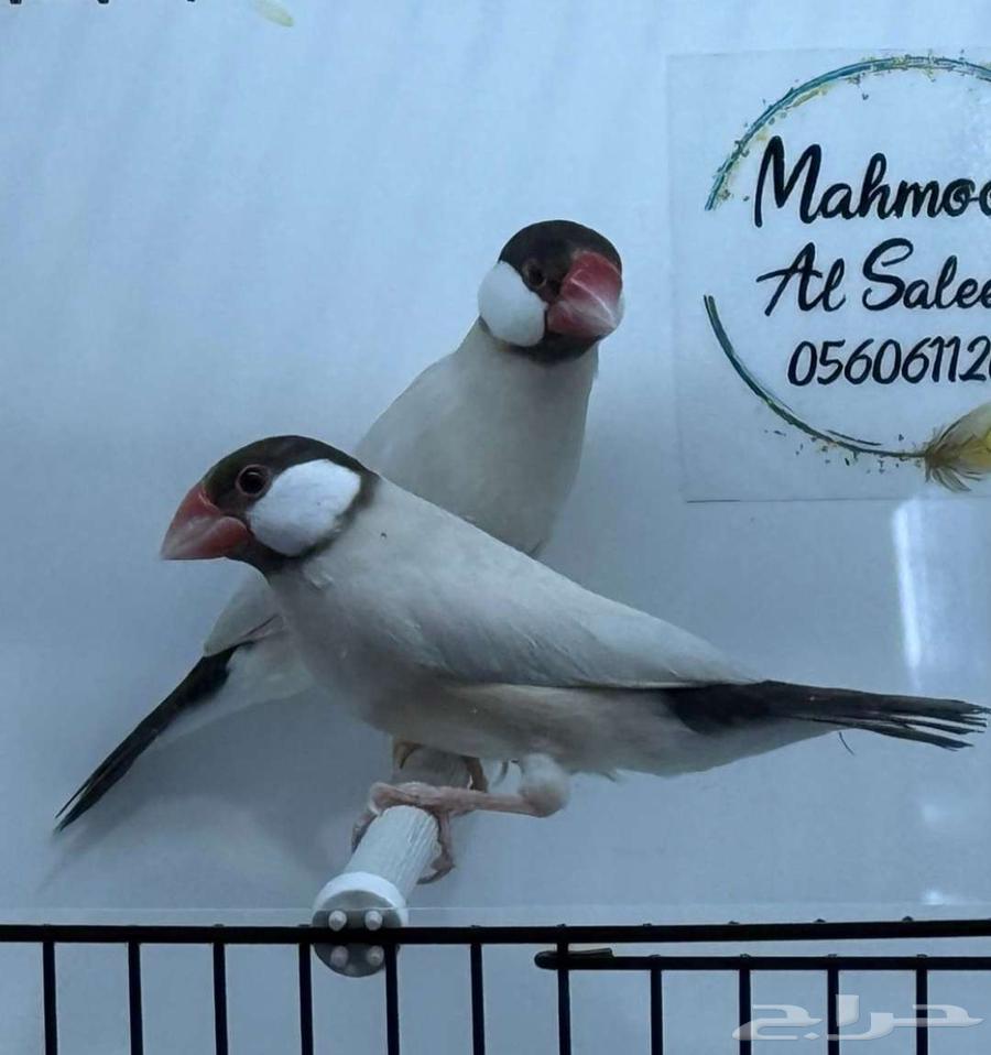 Java Aqat Normal Walnut Product64383344910338110