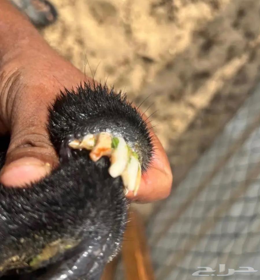 شاة عربية كفووو64382362400131113