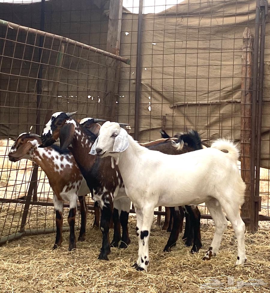 تيوس فاخره للبيع64381878545665112