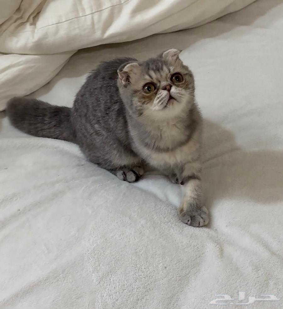 كتن سكوتش فولد انثى ب70064389488197634110