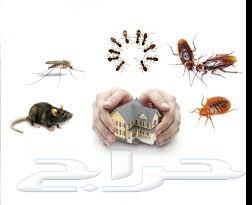 Pest Control in Riyadh and Cockroach, Ant, and Bed Bug Spray Services63617796219394112