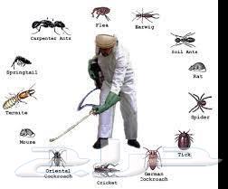 Pest Control in Riyadh and Cockroach, Ant, and Bed Bug Spray Services63617796219394111