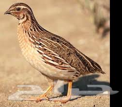 طيور سمان أو فري64400286767363110