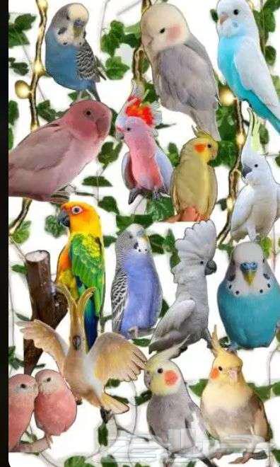 فندقة للطيور الرياض حي الشفاء64401105525890110