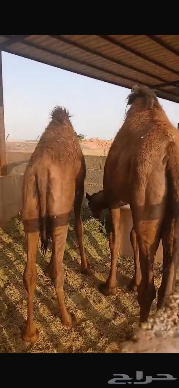 قعود للبيع64400897102723112