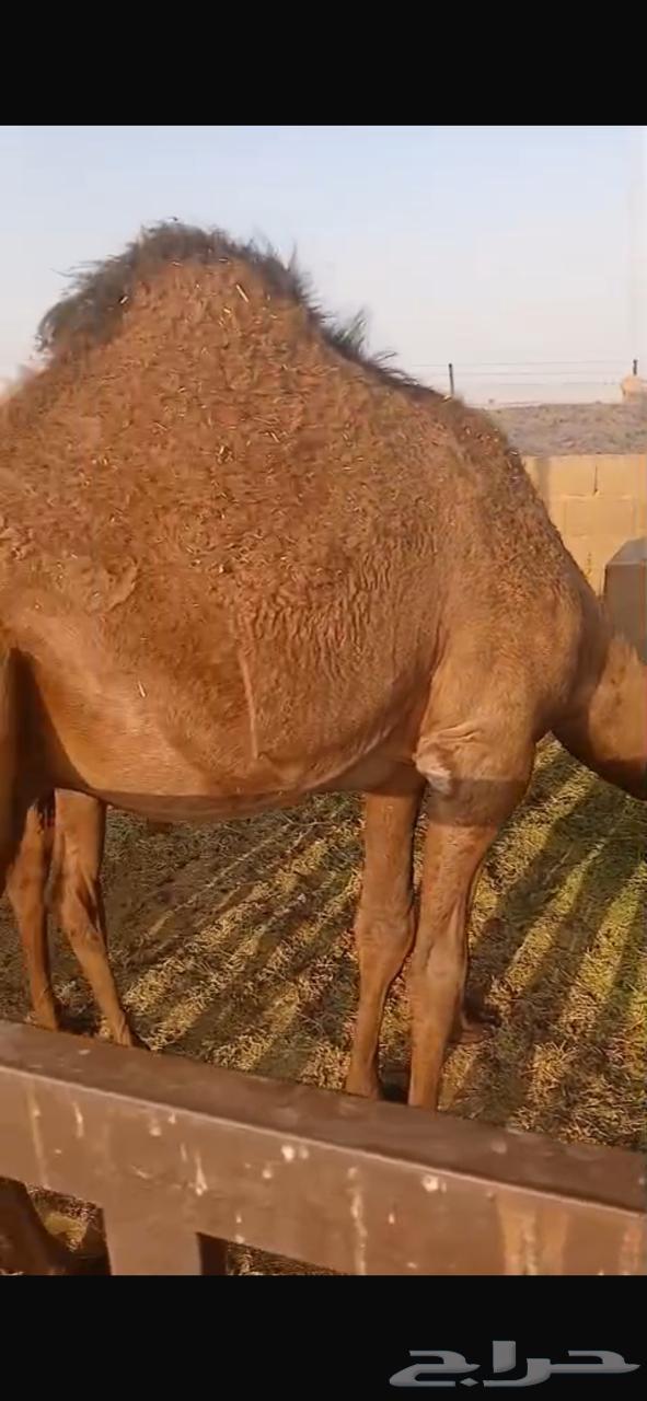 قعود للبيع64400897102723111