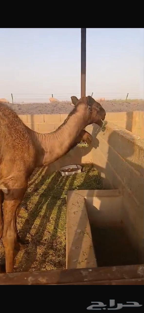 قعود للبيع64400897102723110