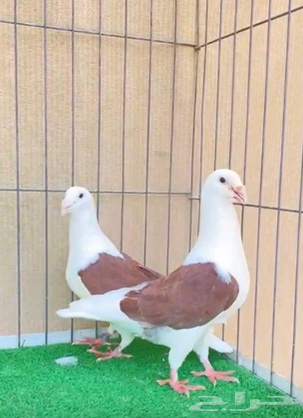 مجموعة زواجل مكاتيف64396699773058113