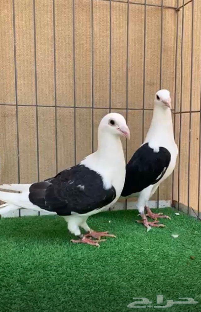 مجموعة زواجل مكاتيف64396699773058112