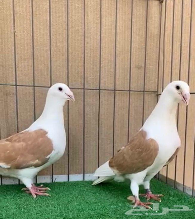 مجموعة زواجل مكاتيف64396699773058110