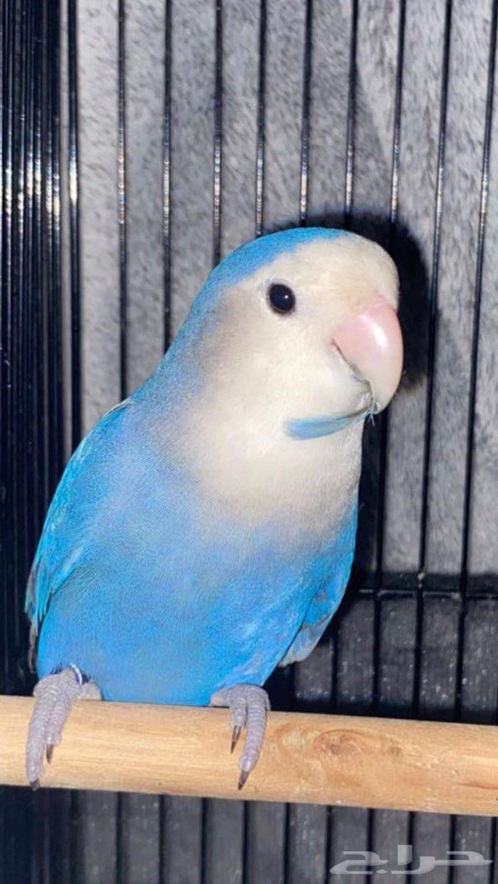 Bird of the day64398520684419110