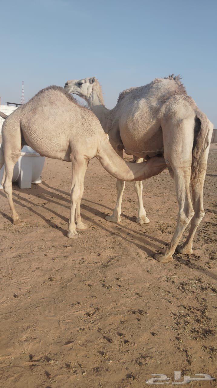 قعود فل شحم للبيع64400925179906111