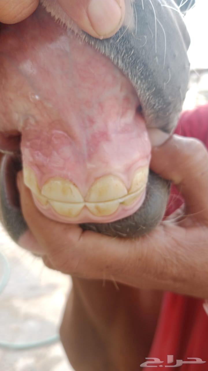 مهرة واهو للبيع64315165025281111