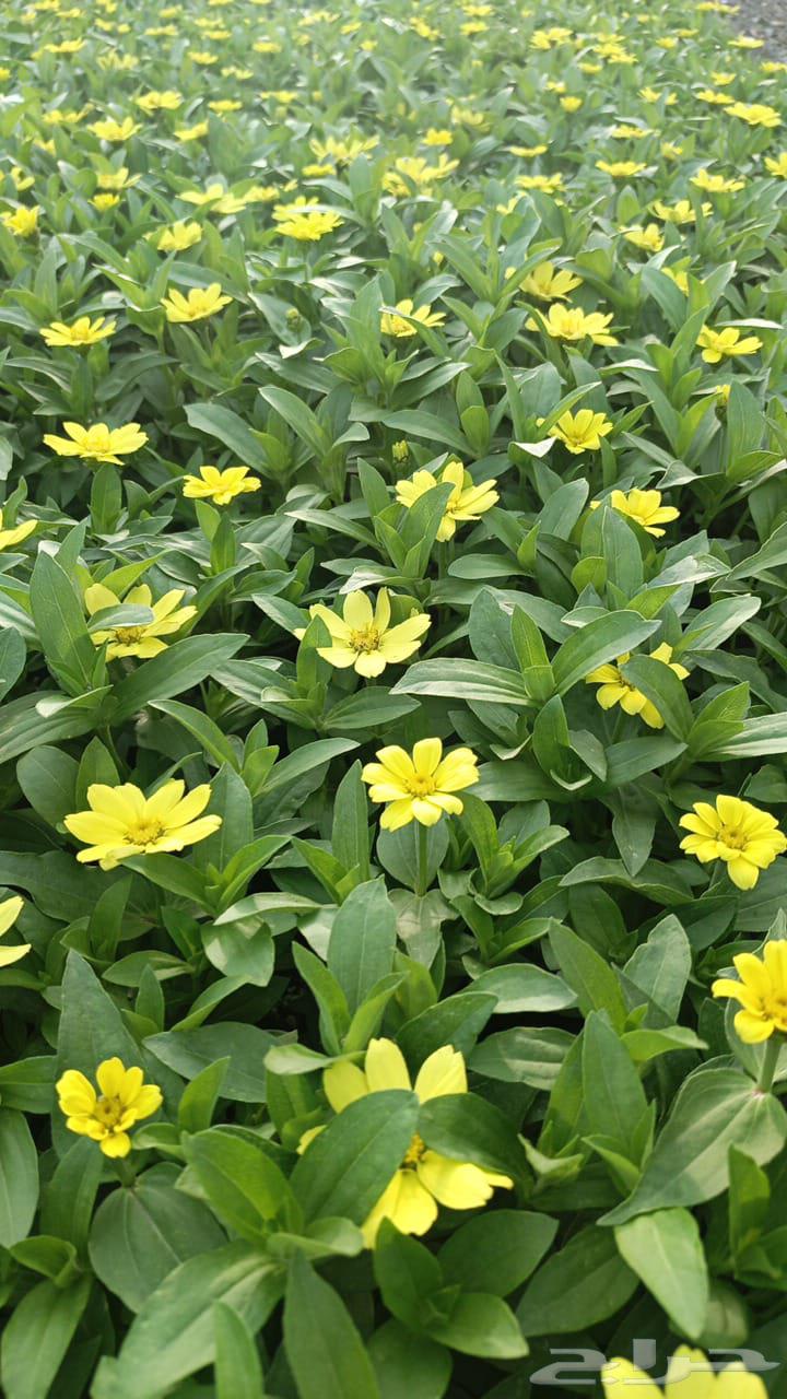 للبيع بالجمله زهور بتونيا وشتلات وبذور الوان متعدده64396116122497113