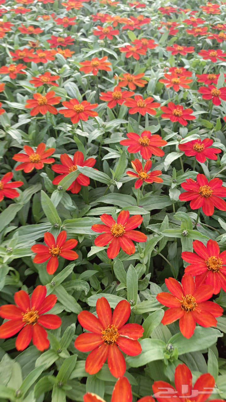 للبيع بالجمله زهور بتونيا وشتلات وبذور الوان متعدده64396116122497112