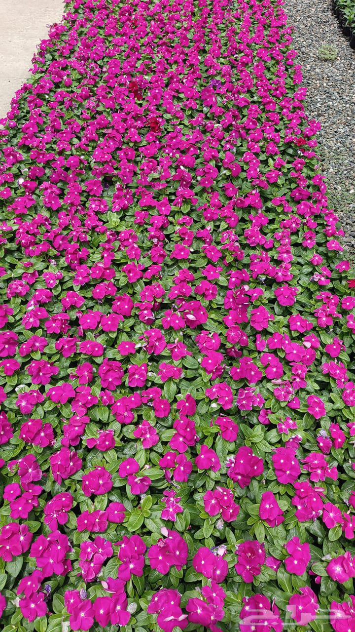 للبيع بالجمله زهور بتونيا وشتلات وبذور الوان متعدده64396116122497114