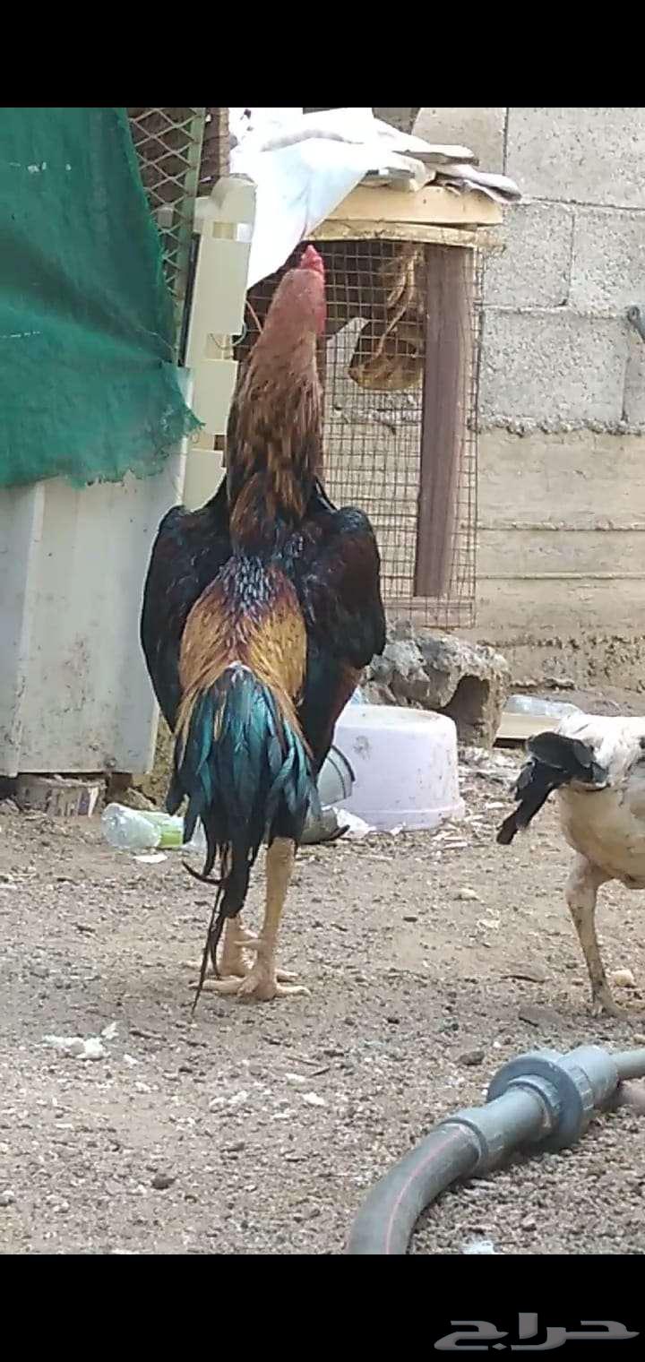 ديك شامو يباني64398828021891110