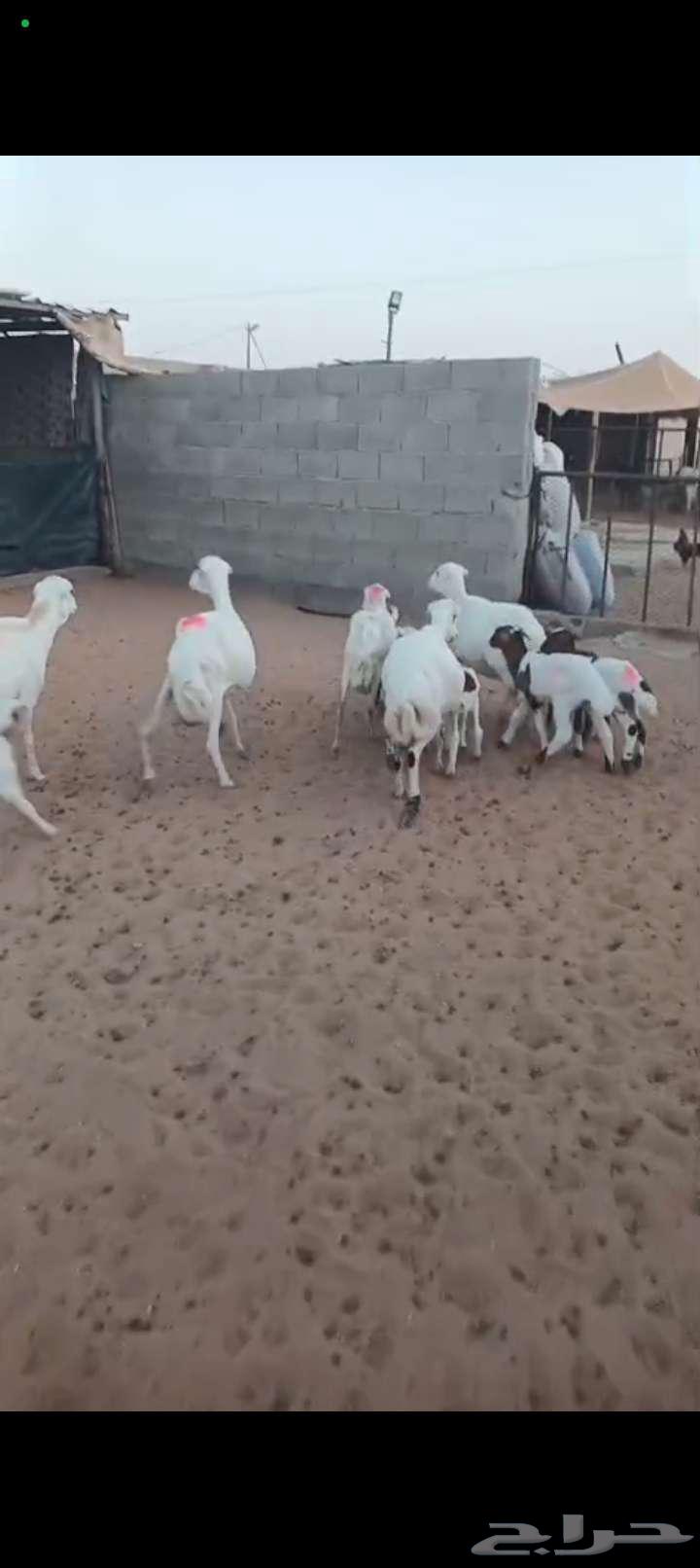 For sale, sheep with numbers 6 under 864395158343682113