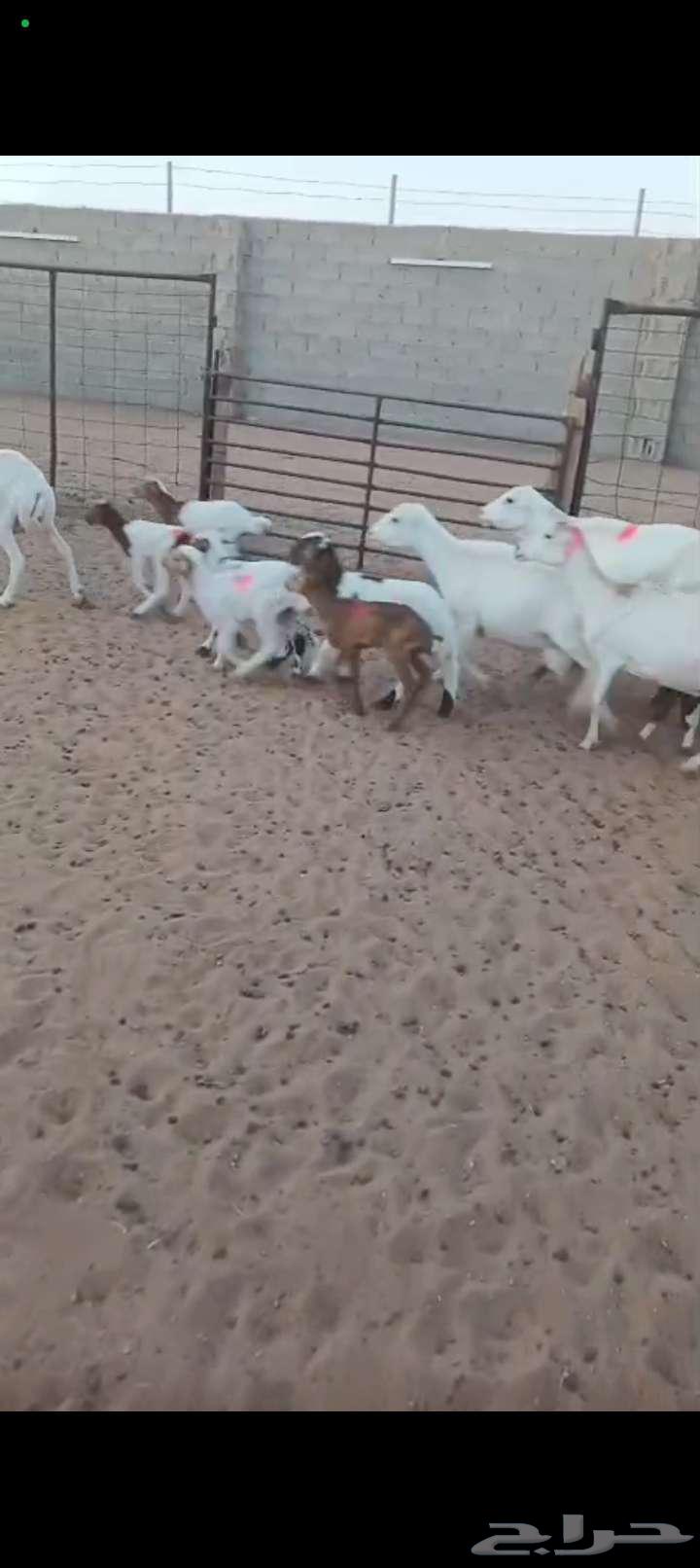 For sale, sheep with numbers 6 under 864395158343682112