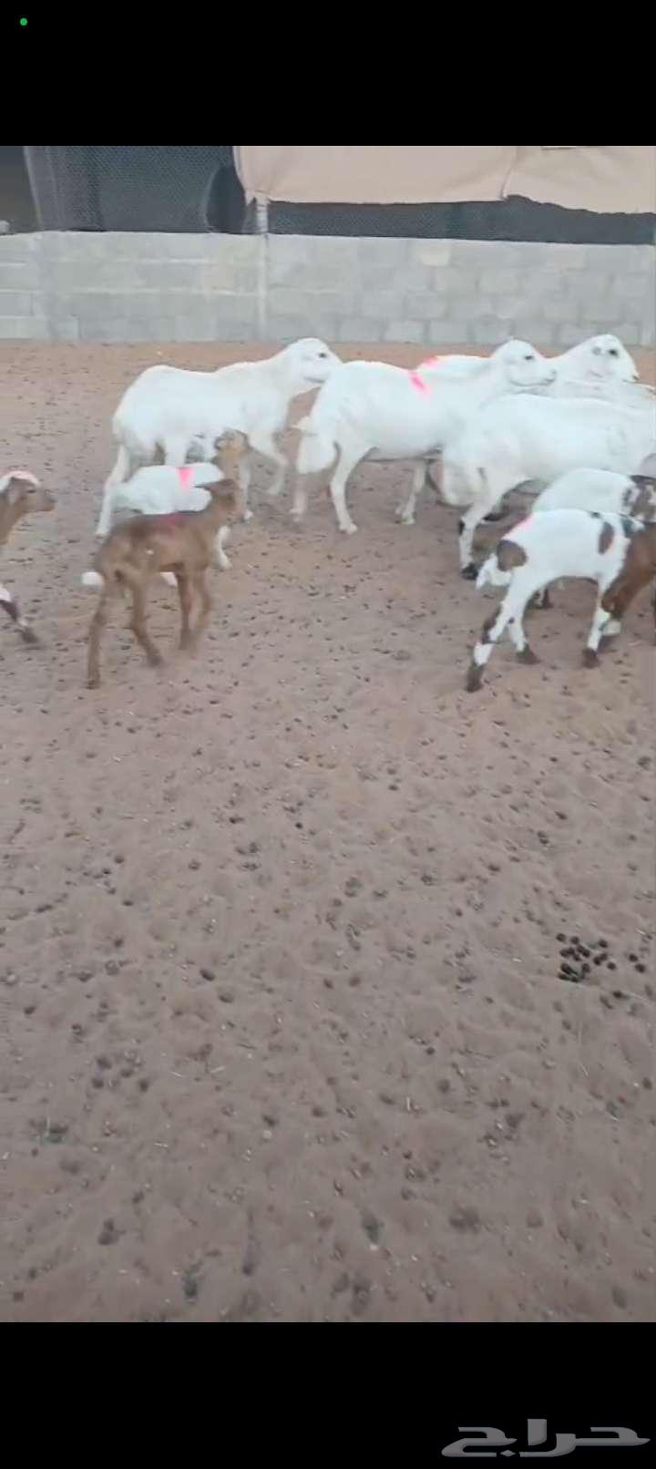 For sale, sheep with numbers 6 under 864395158343682111