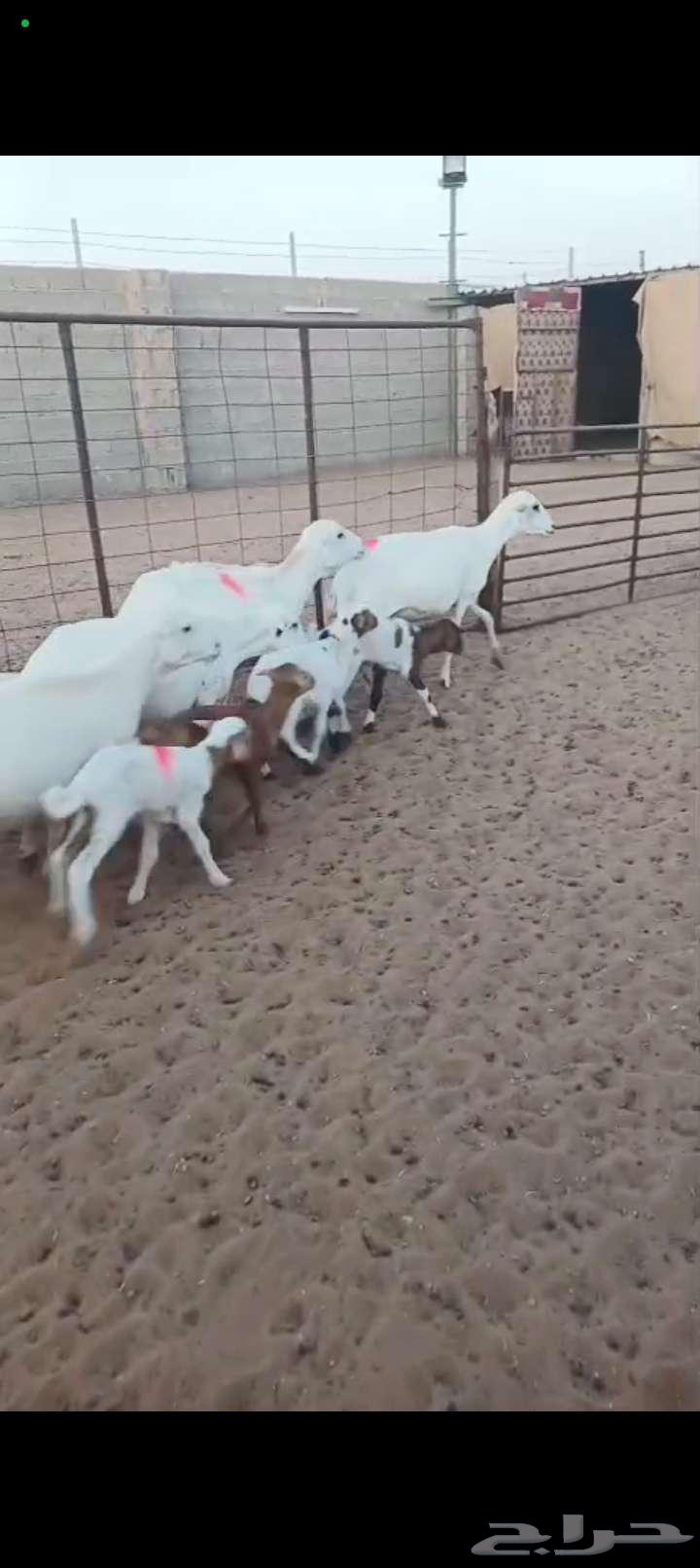 For sale, sheep with numbers 6 under 864395158343682110