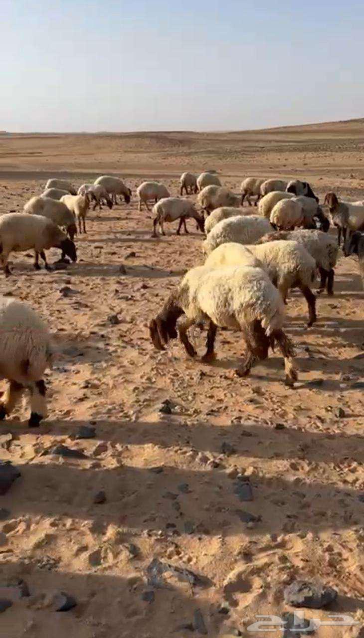 غنم نعيم للبيع64397339613698111