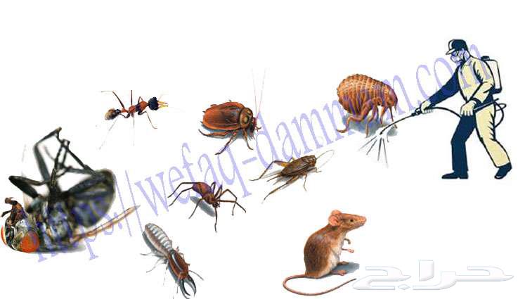 Pest Control in Riyadh and Cockroach, Ant, and Bed Bug Spray Services63617796219394113