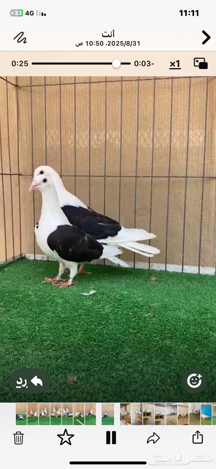 مجموعة زواجل مكاتيف64396699773058111