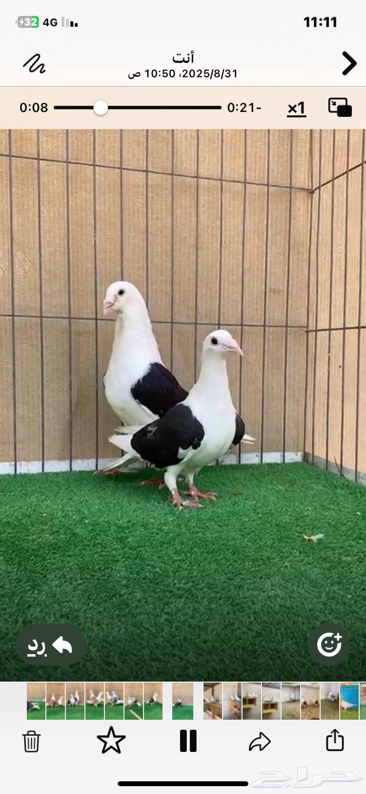 مجموعة زواجل مكاتيف64396699773058114