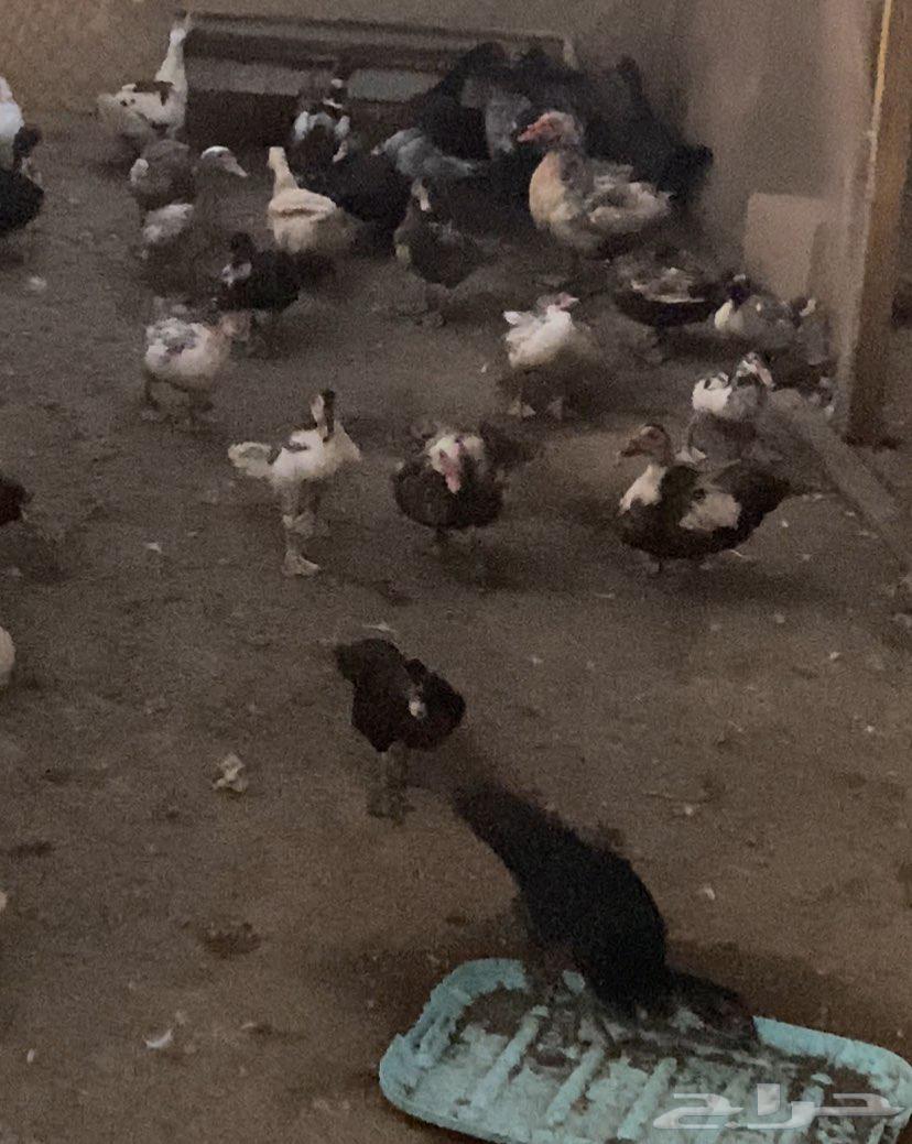 Shahraman Duck64397991579778113