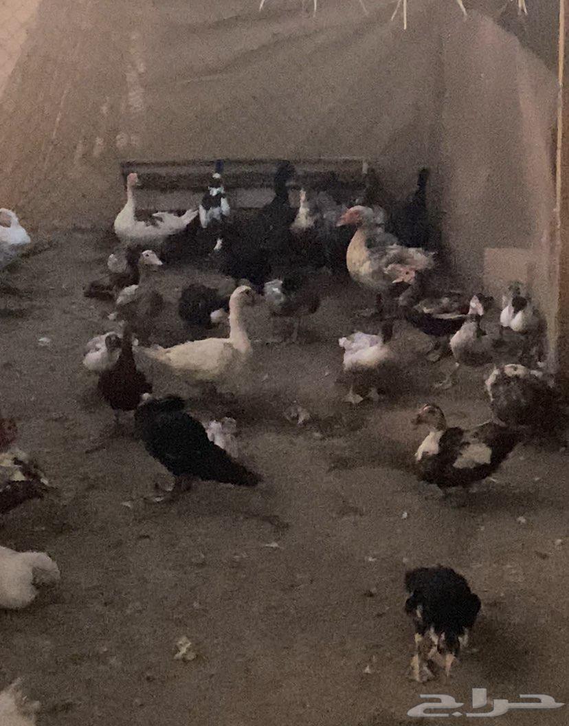 Shahraman Duck64397991579778112