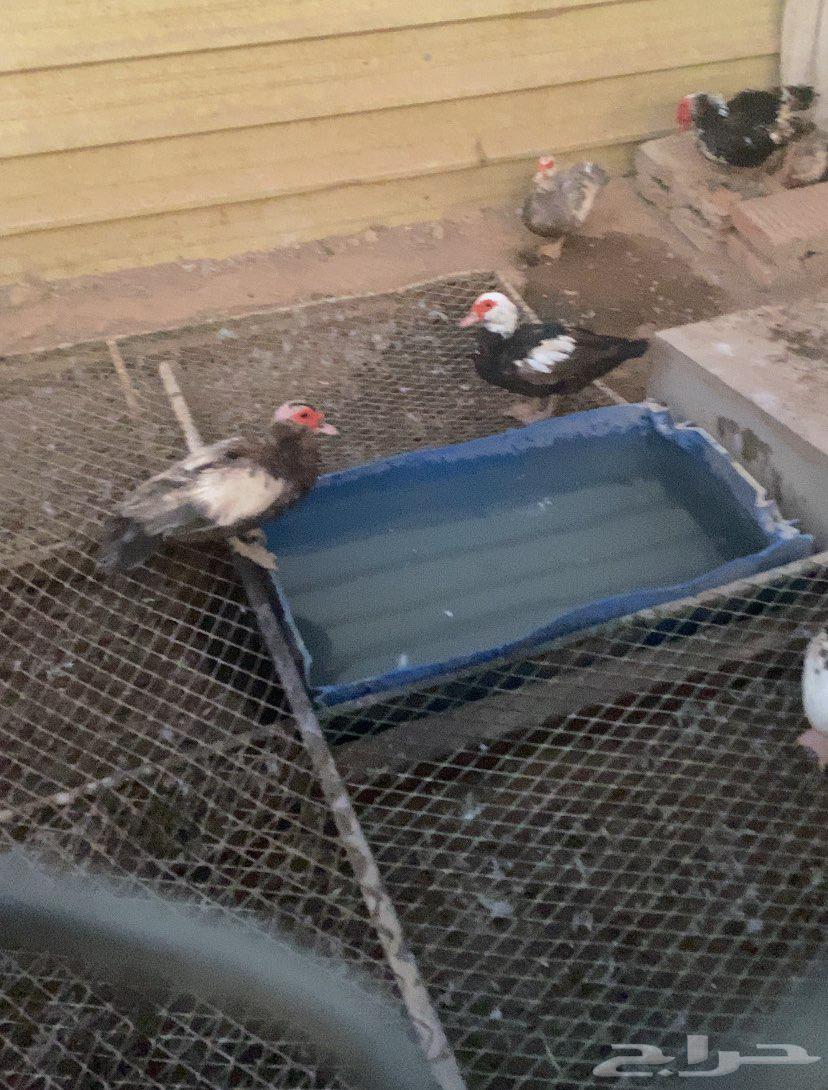 Shahraman Duck64397991579778110