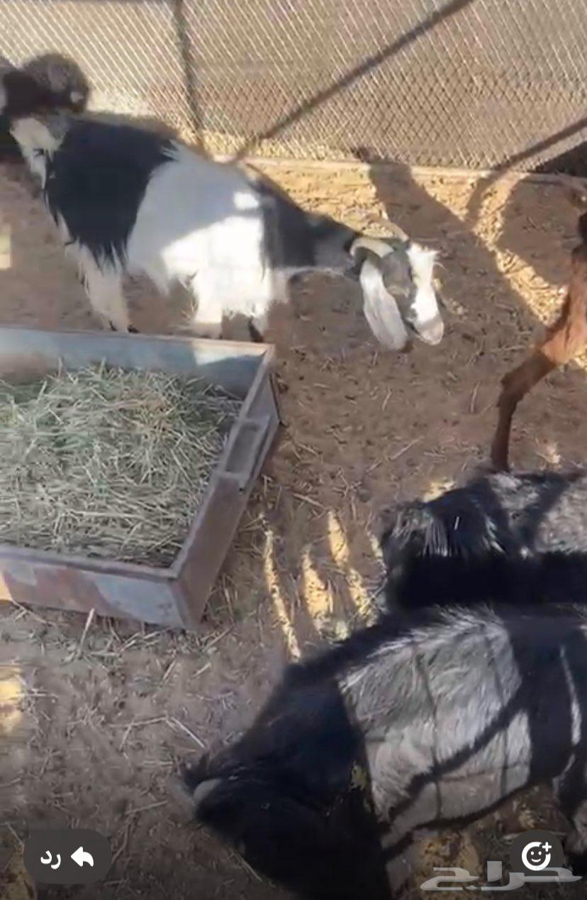 معزا للبيع64397492377091110