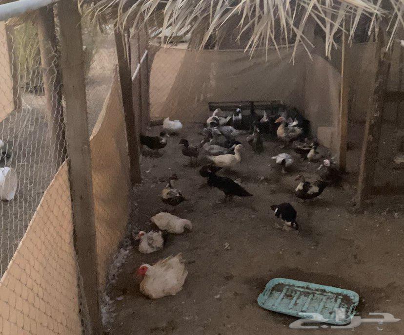 Shahraman Duck64397991579778111