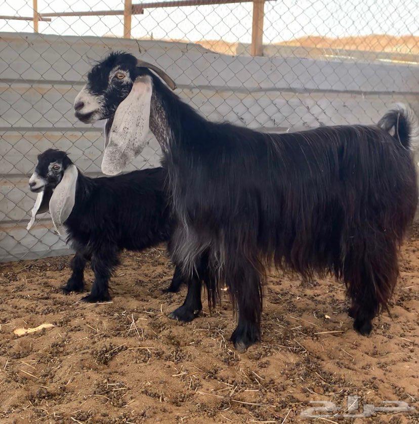 عارضيه طيبه64397533695491110