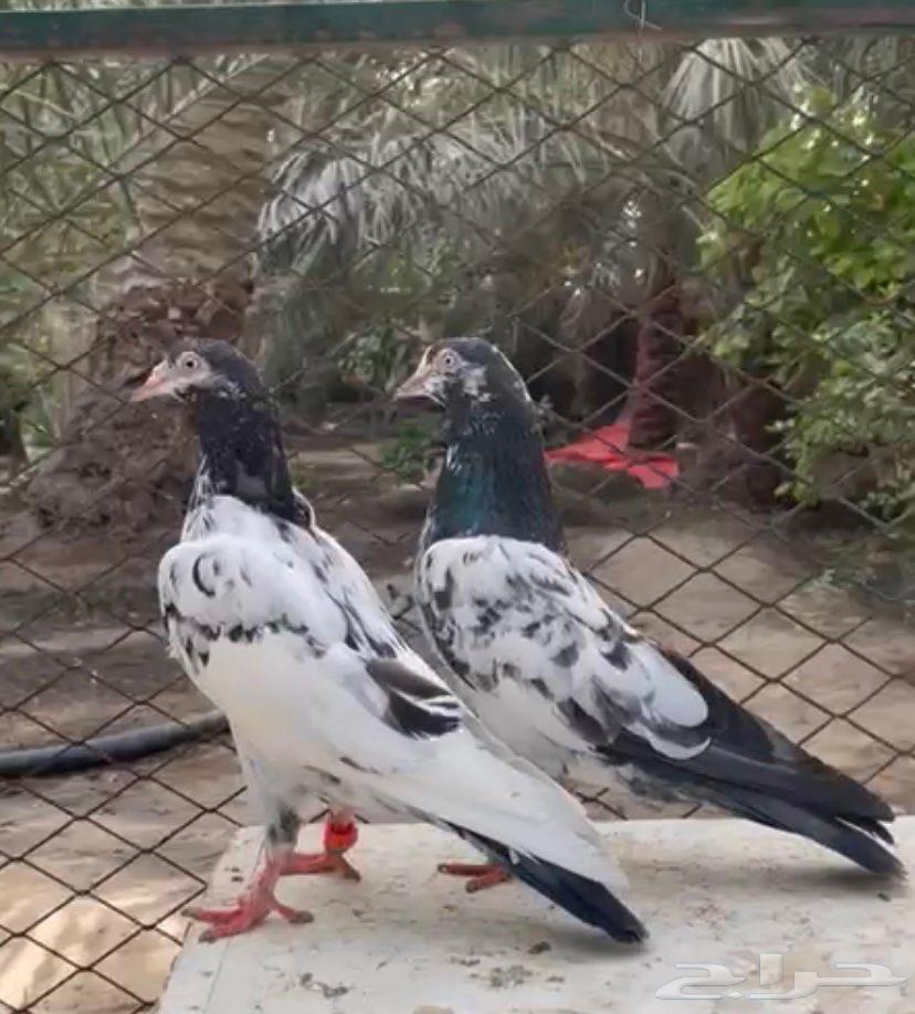 حمام باكستاني تيدي سخي64396006565377110