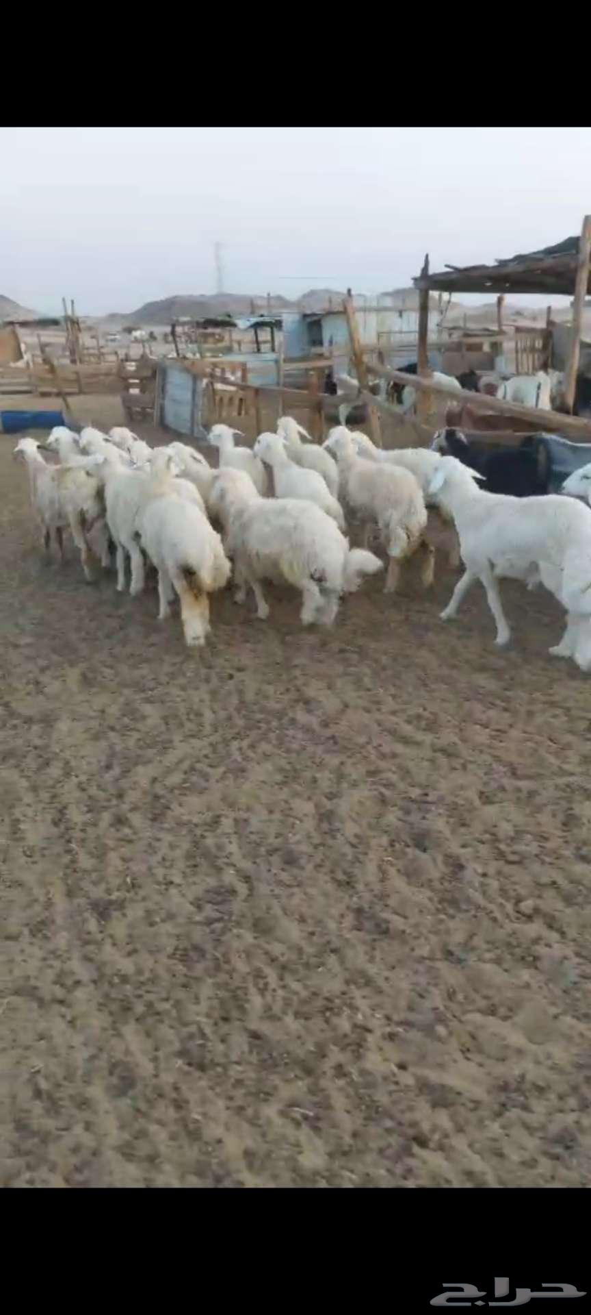 Rkhal meat... and Italian slaughter for occasions64395629624577112