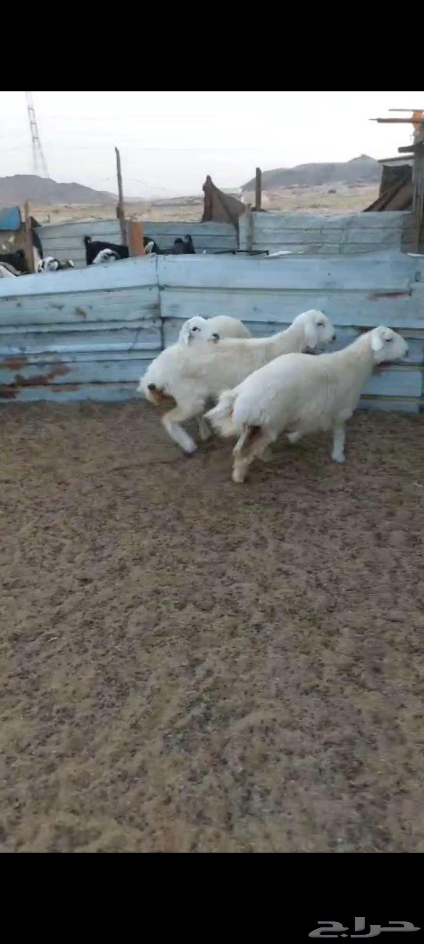 Rkhal meat... and Italian slaughter for occasions64395629624577114