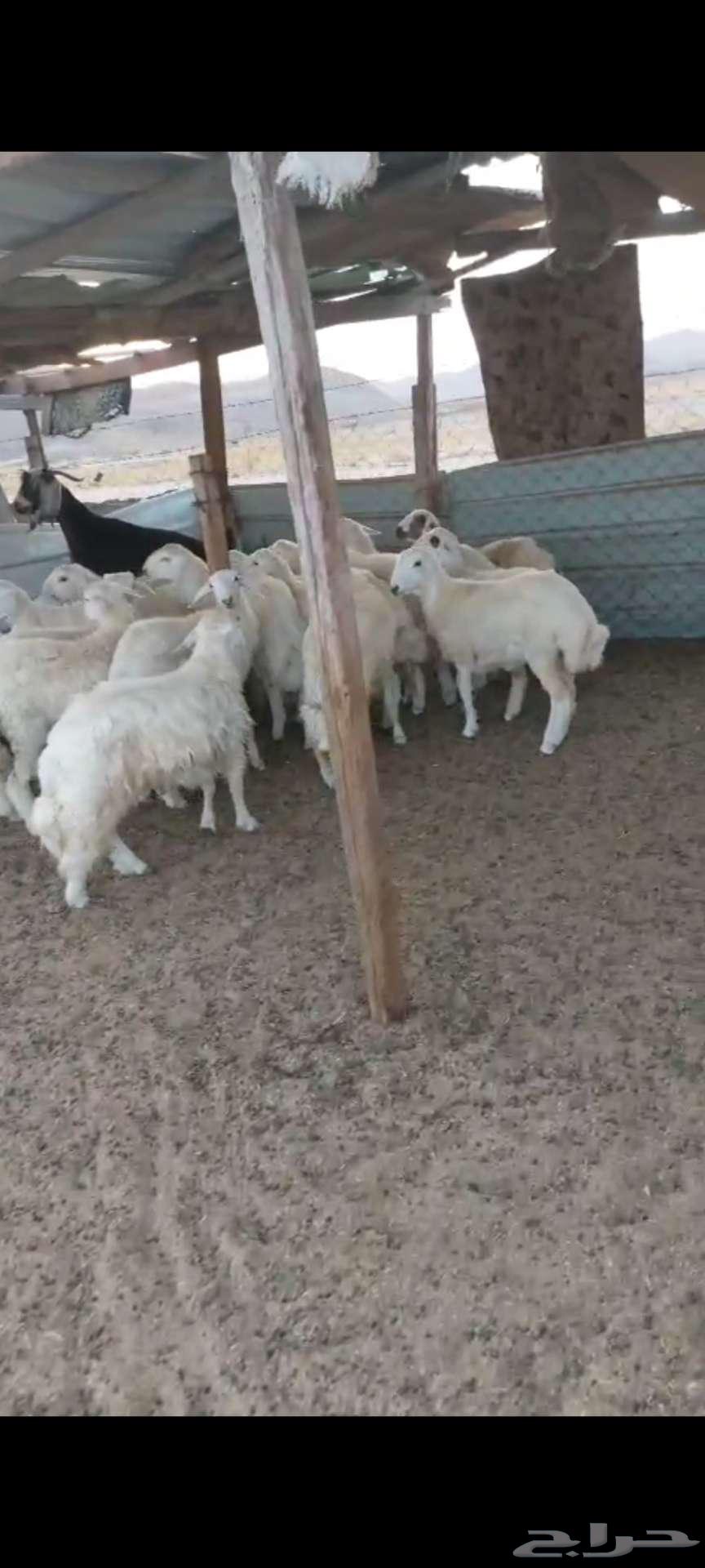 Rkhal meat... and Italian slaughter for occasions64395629624577110