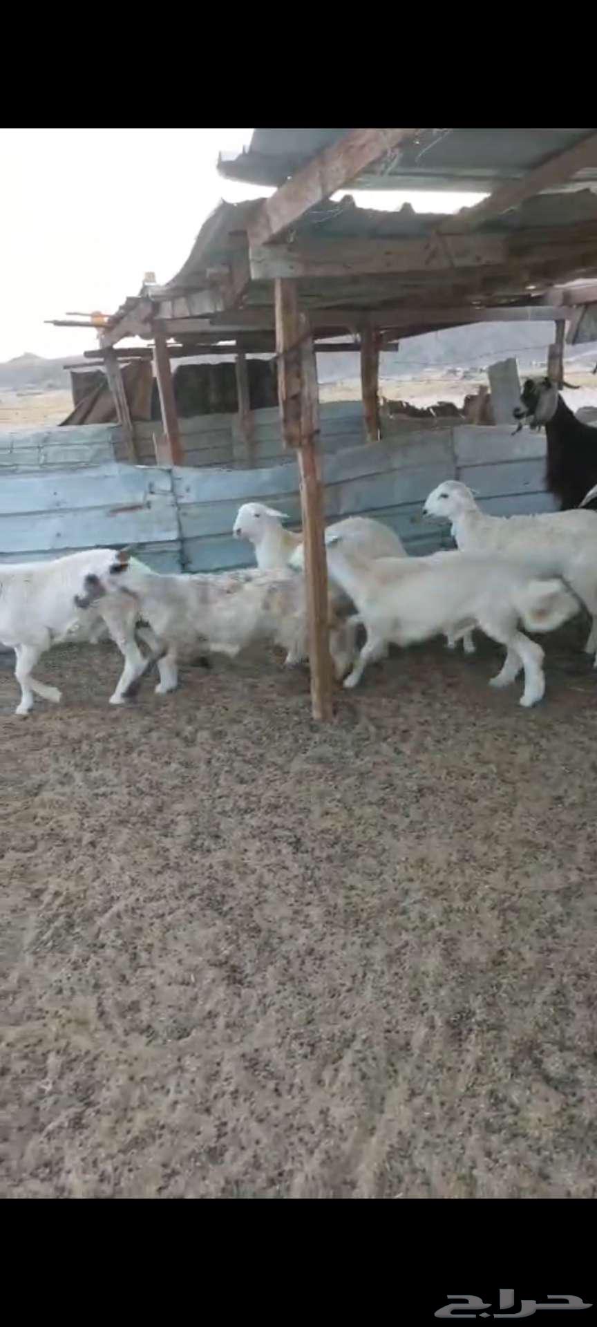 Rkhal meat... and Italian slaughter for occasions64395629624577113